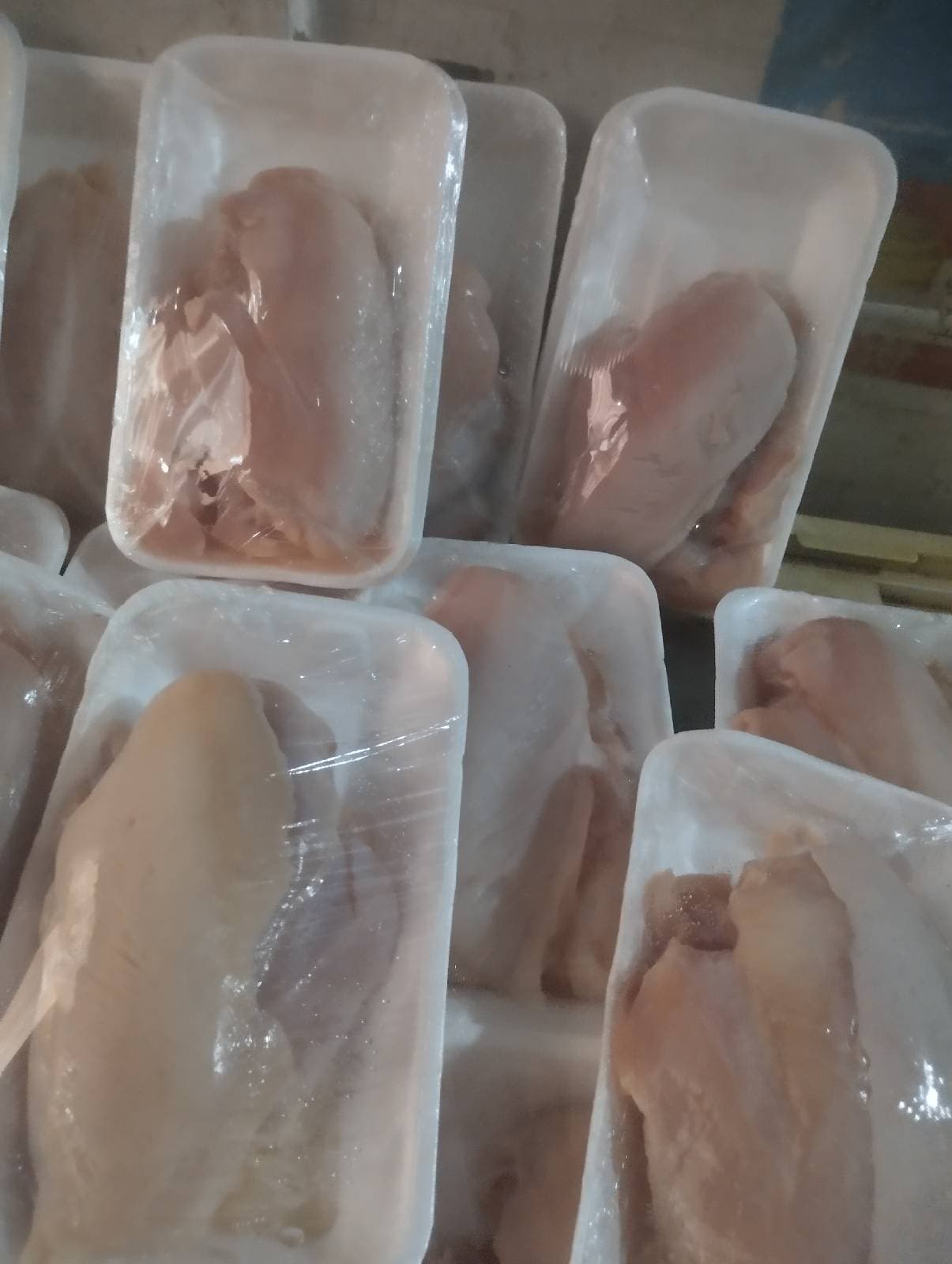 فراخ بيضه تربيه بيتي — صورة 3
