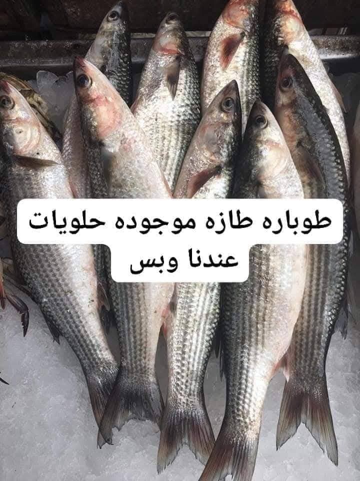بلطي — صورة 3