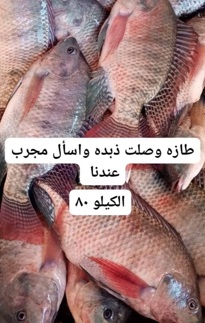 بلطي — صورة 2