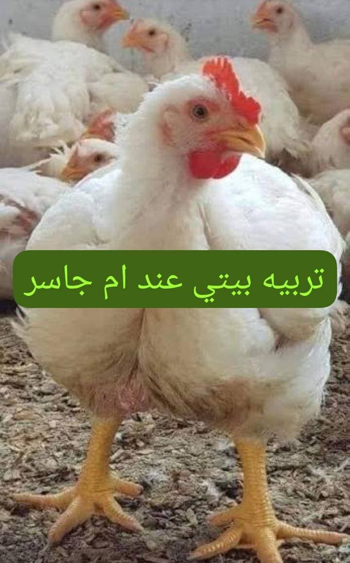 فراخ بيضه تربيه بيتي