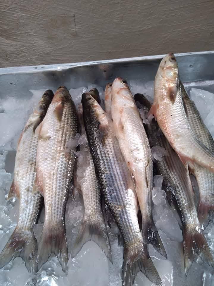 طوبار طازه